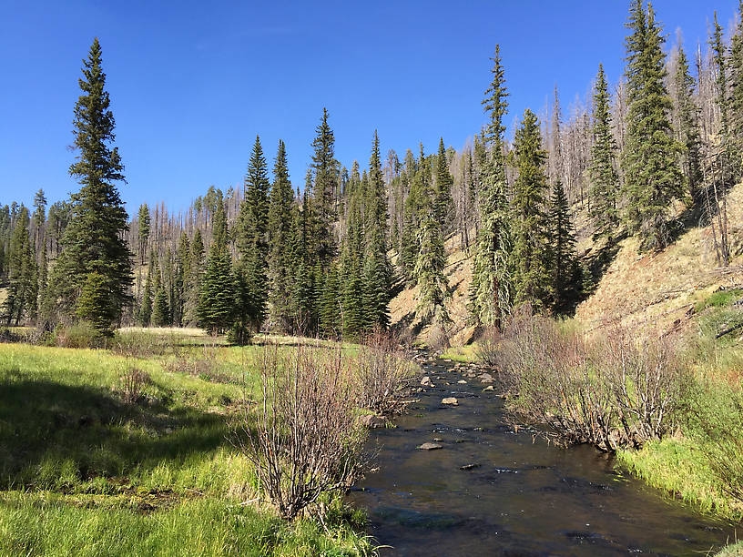 An upper meadow on the West Fork of the Black River.