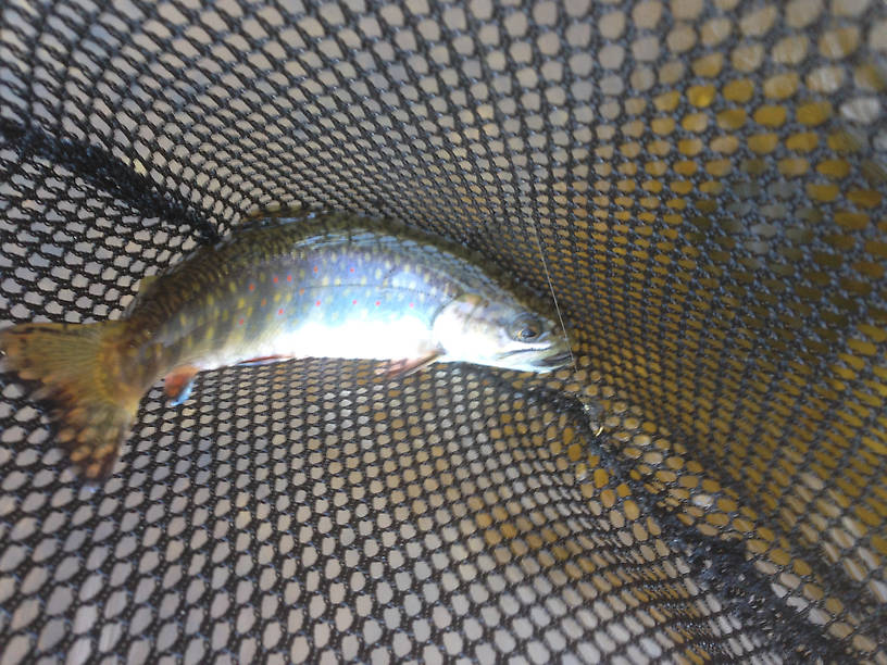 Best brook trout of the day at around 8-9 inches