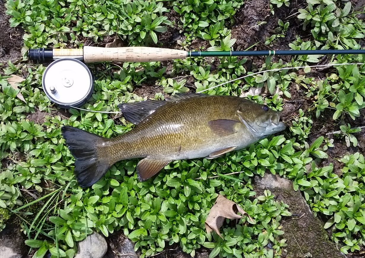 Wisconisco Smallmouth.  Caught a dozen this size on a red BH Black Bugger while trout fishing the Ned Smith water.