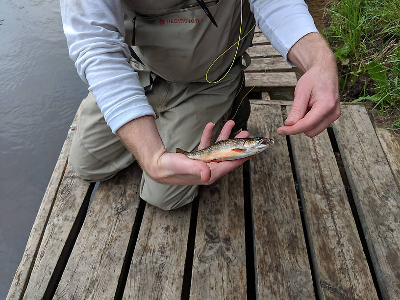 Another caught on the first cast of the day!