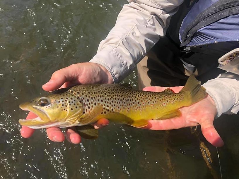 Pretty brown Marv caught nymphing