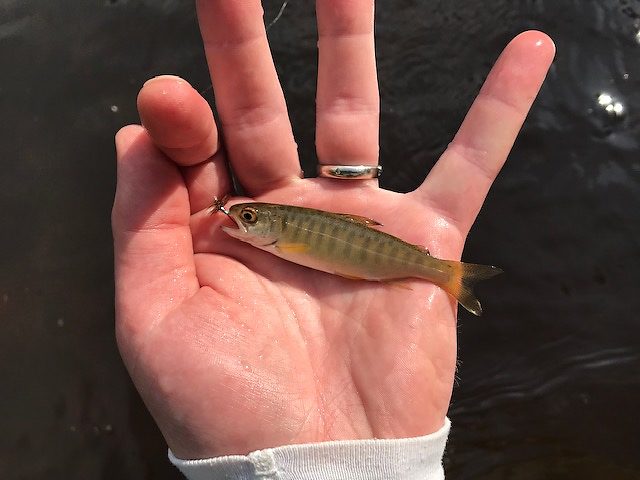 I'm not really sure what kind of minnow this is - anybody have an idea?