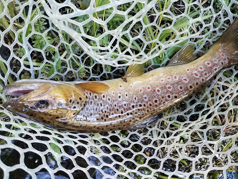 Brown trout on a mattress thrasher.