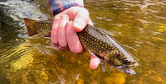 More than 12 inches of beautiful wild brook trout