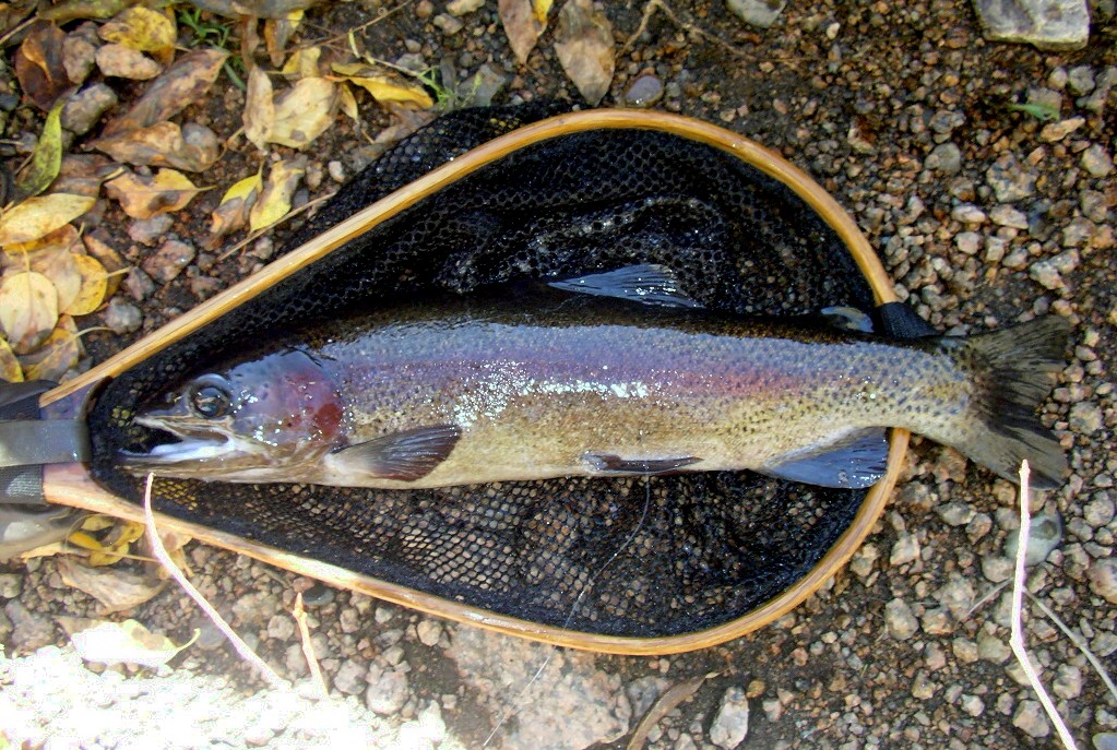 17" Rainbow this one was cool check out the hook jaw