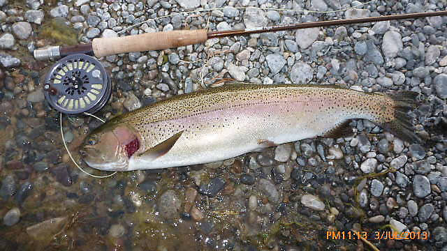 20" Rainbow with Gill Plate Damage