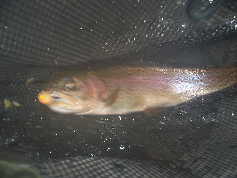 A typical rainbow from the Current River caught on an egg pattern from the pool shown above.