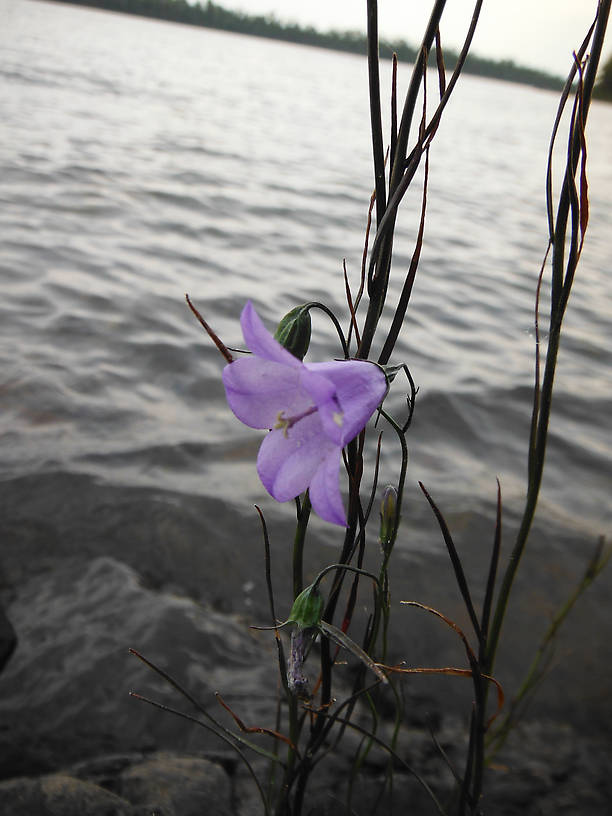 Harebell (Campanula rotundifolia), a common plant along the rocky shores