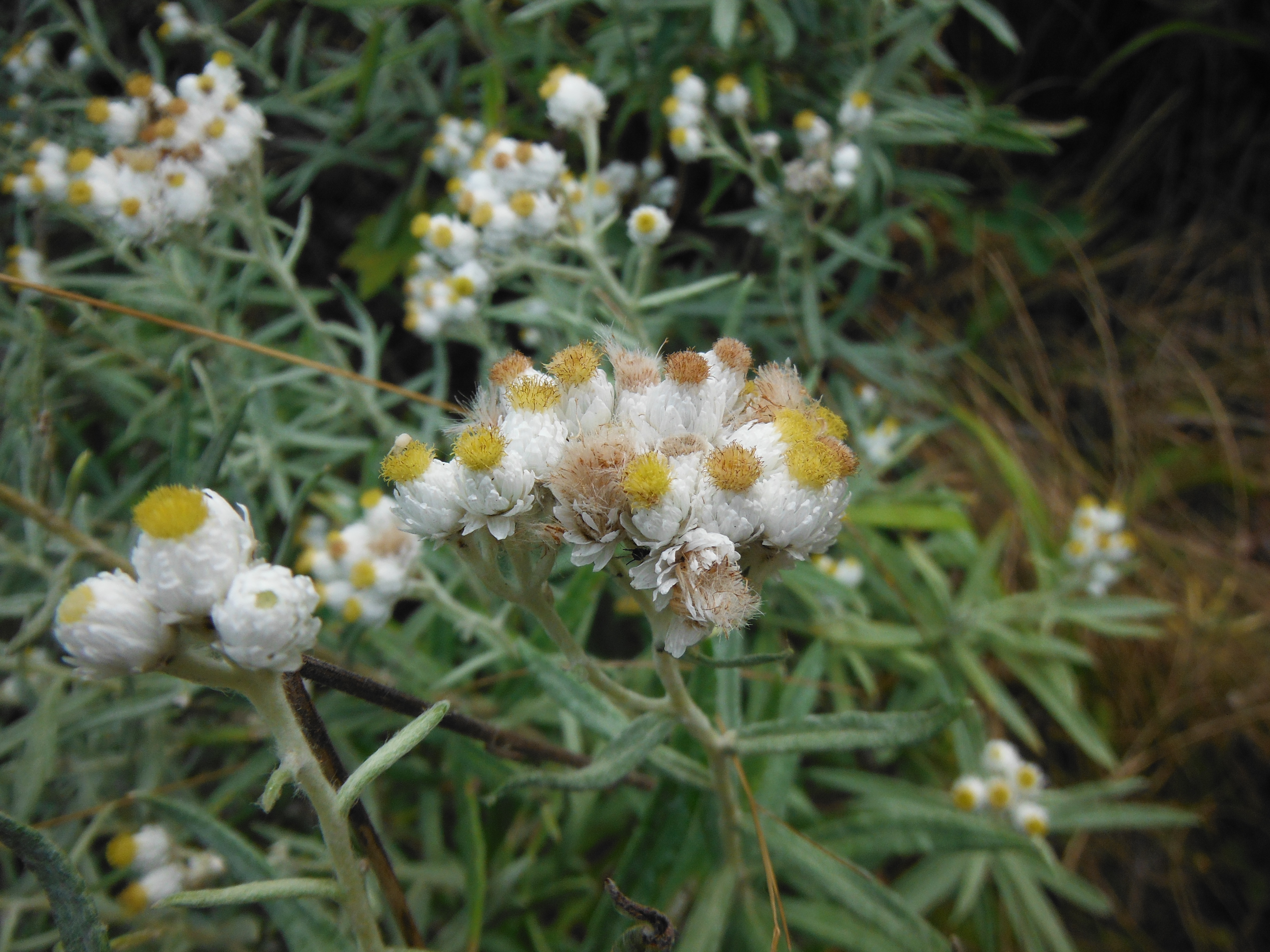 Pearly everlasting (Anaphalis margaritacea) - blooming all along the hiking trails