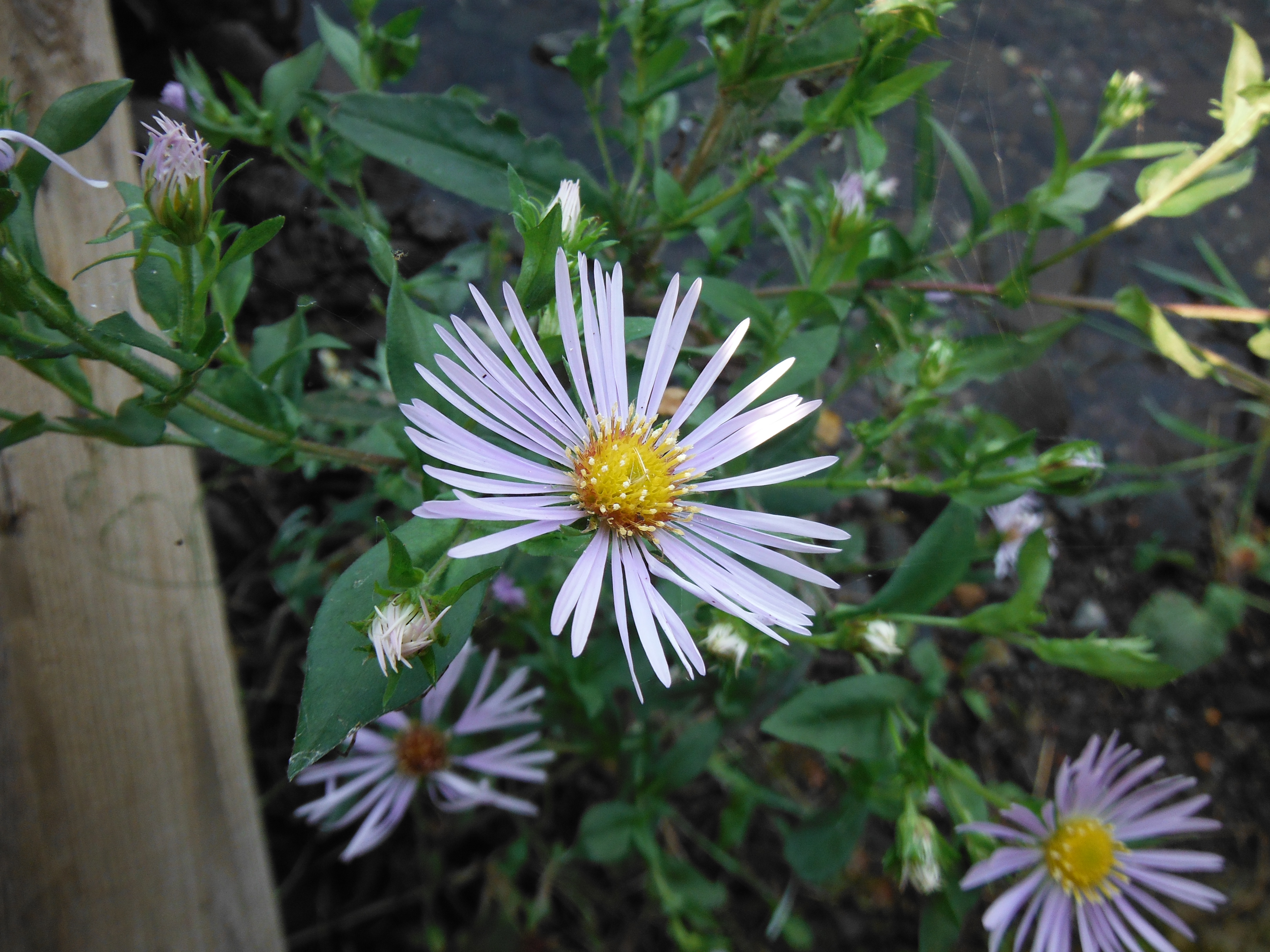 Aster blooming by the seaplane dock at Todd Harbor