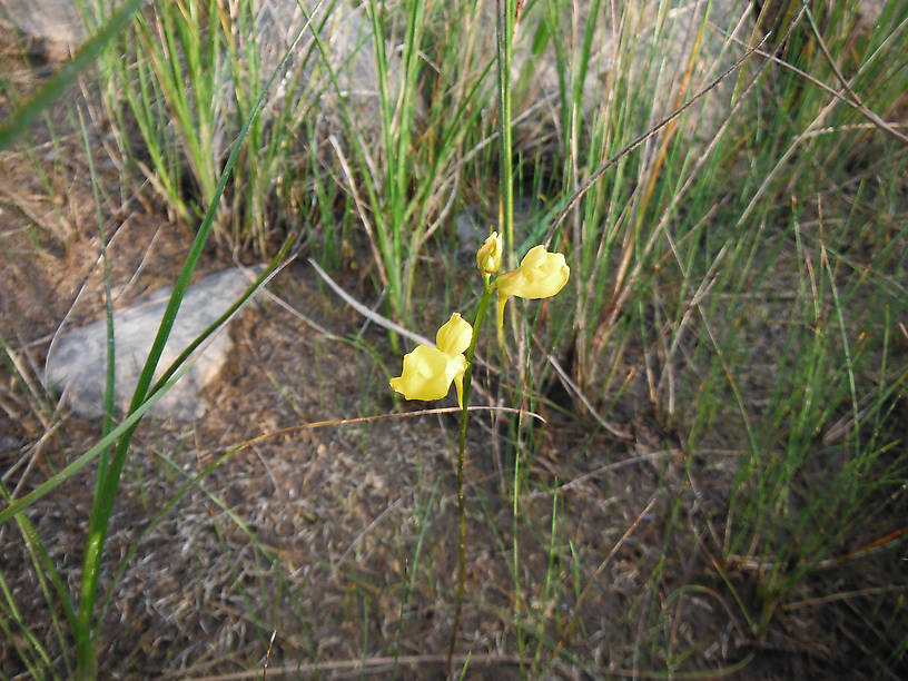 Horned bladderwort (Utricularia cornuta) - a genuine carnivorous plant!