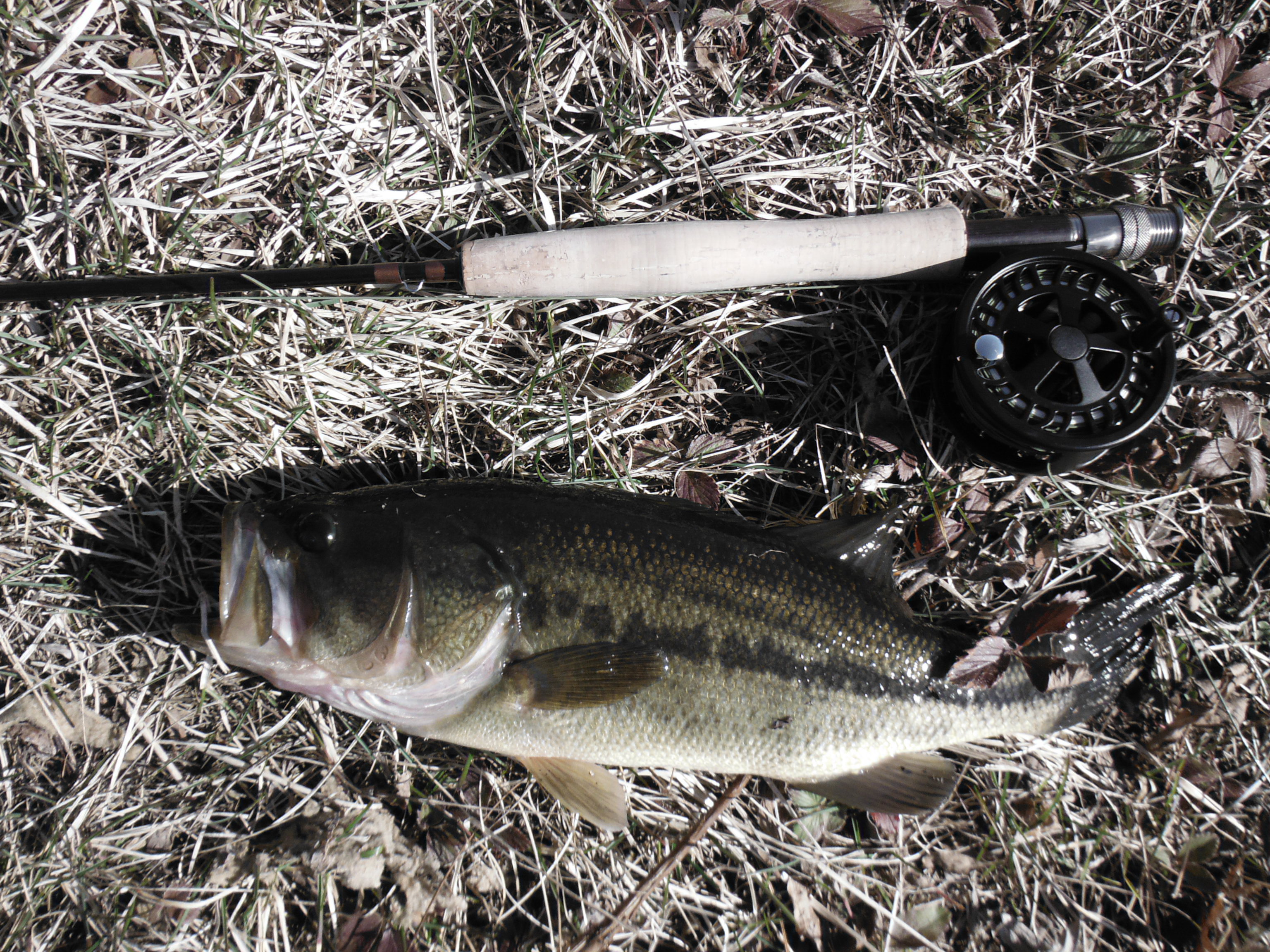 First bass from the pond this year!