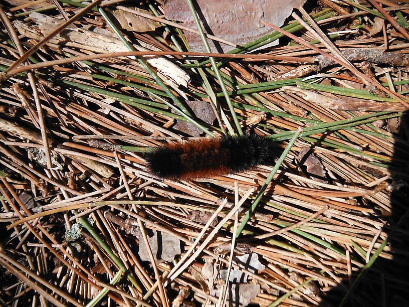 Hey look, it's a real live Woolly Bugger!  So THAT'S what they imitate!