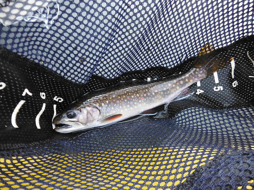 Only brookie of the evening, but beautiful (11")