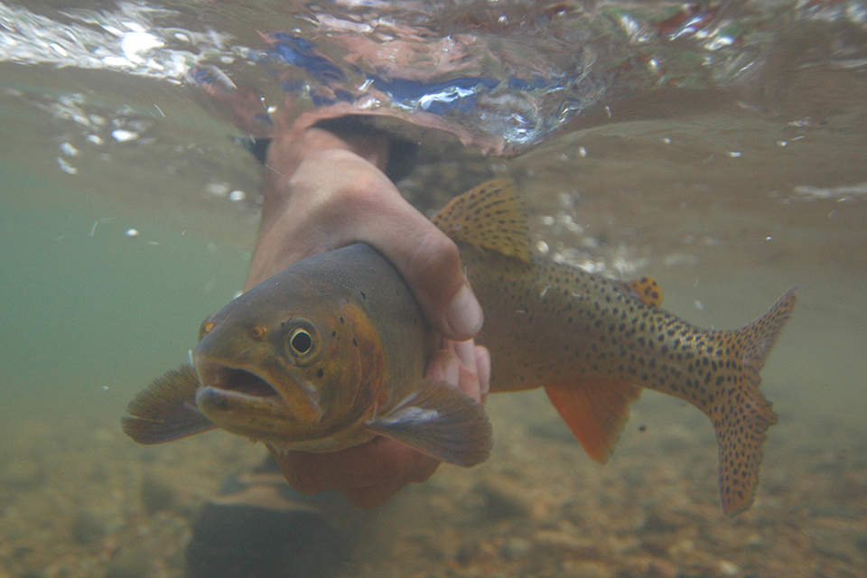 2004 Mike Speer 
Underwater Cutthroat caught at Boxwood Gulch Ranch, on the north fork of the South Platte river near Bailey, Colorado. An Ex-streamly clear tail water, great for sub-surface photography.
. 