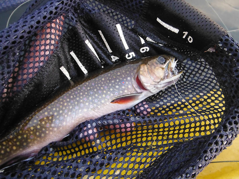 A solid foot of brook trout, took a #12 Royal Wulff