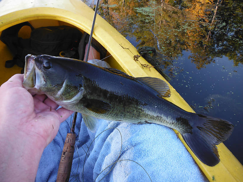 Nice bass (15") from Clark's Marsh on a small red and green popper...caught probably 10 bass and 40 or so pumpkinseed on this very same fly that evening.  They're fattening up for winter!