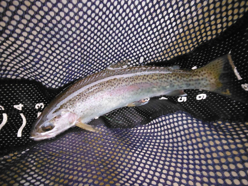 Rifle River rainbow, 11.5" - biggest of five I caught that night, better than I've ever done in October, all on a #12 Royal Wulff