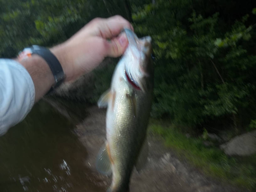 An extremely low quality image of the largest bass caught, a largemouth bass of about 14"............