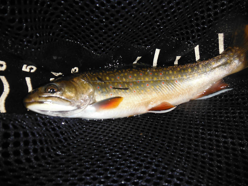 Beautiful 12-inch Pine River brookie, my biggest yet from this or any stream!
