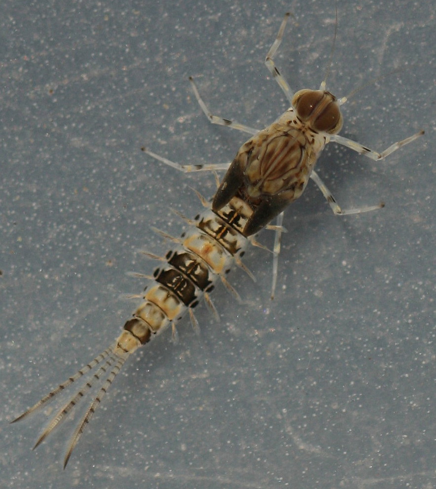 Mature male nymph. Collected April 6, 2014.