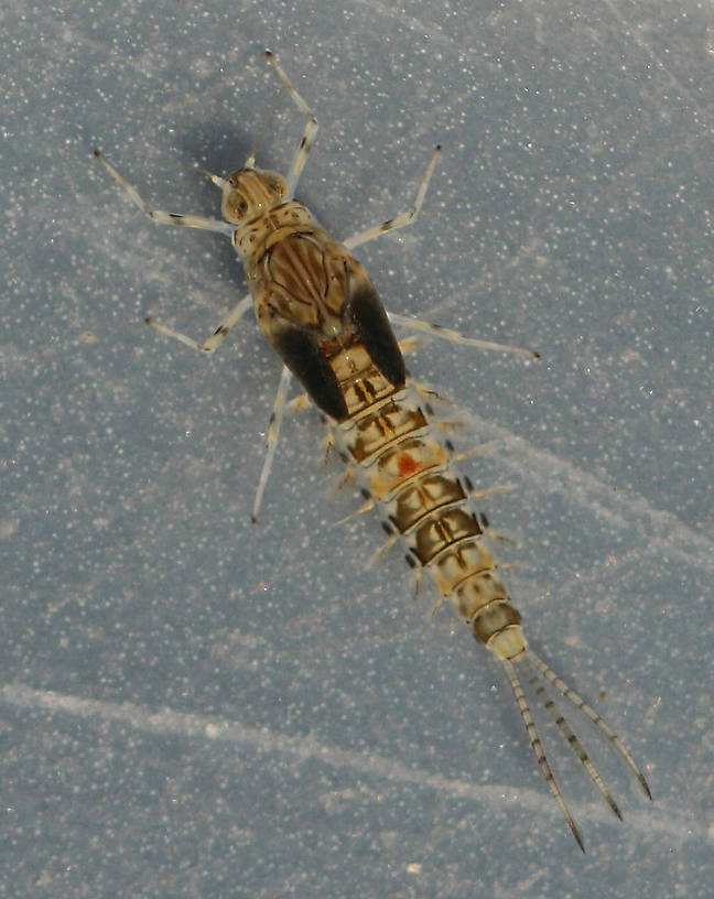 Mature female nymph. Collected April 6, 2014.