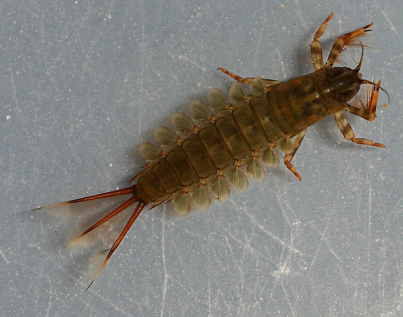 Earlier instar. Collected July 27. 12 mm (excluding cerci). 
