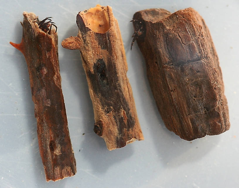 Collected September 19, 2010. Mature larvae with cases. Cases left to right; 29 mm, 26 mm and 20 mm. Larvae from left to right; 21 mm, 19 mm and 17 mm. In alcohol.