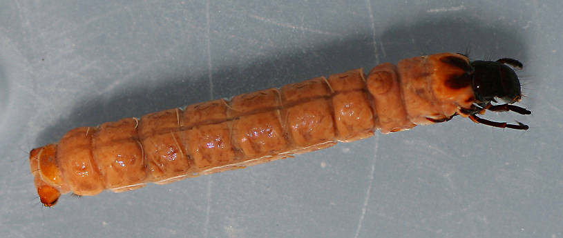 Collected September 19, 2010. Mature larva. 21 mm. In alcohol.