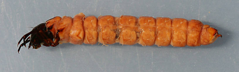 Collected September 19, 2010. Mature larva. 21 mm. In alcohol.