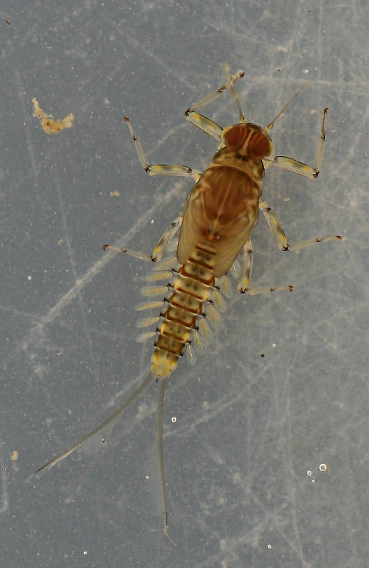 March 28, 2014. Immature male nymph. Live specimen. 6 mm (excluding cerci).