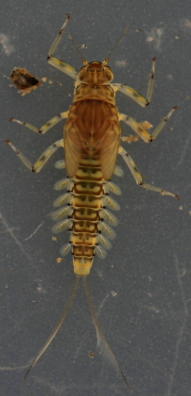 March 28, 2014. Immature female nymph. Live specimen. 7 mm (excluding cerci).