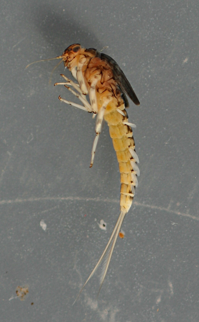 February 15, 2014. Mature female nymph. 7 mm (excluding cerci). In alcohol.