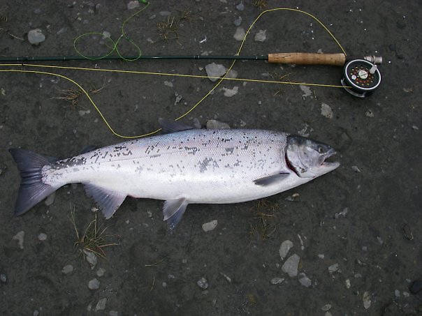 Coho on a 5 weight