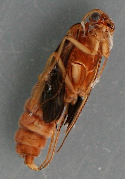 Mature pupa. 6 mm. Collected May 15, 2009. In alcohol.