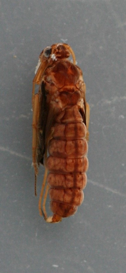 Mature pupa. 6 mm. Collected May 15, 2009. In alcohol.