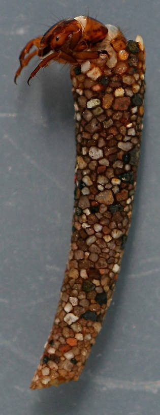 Nerophilus californicus larva and case. Larva 11 mm. Case 15 mm. Collected April 11, 2008. In alcohol. 