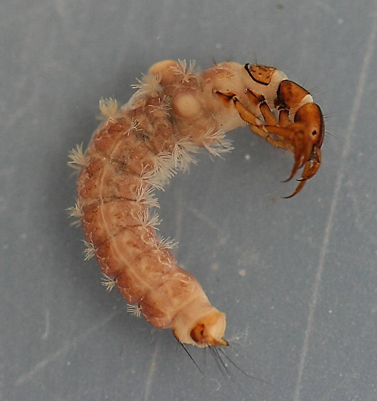Nerophilus californicus larva. Larva 11 mm. Collected April 11, 2008. In alcohol. 
