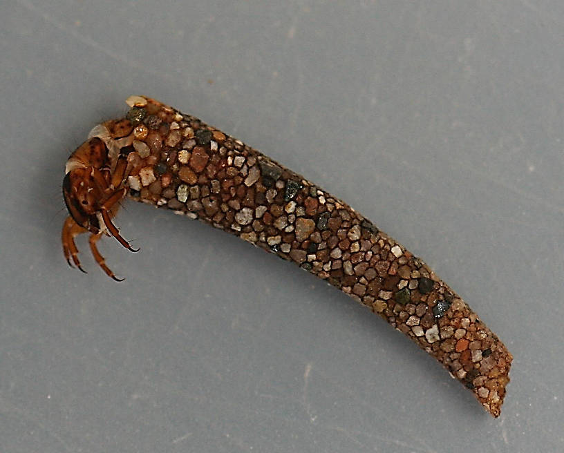 Nerophilus californicus larva and case. Larva 11 mm. Case 15 mm. Collected April 11, 2008. In alcohol. 