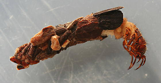 Intermediate larval case and larva. Case shows characteristics of early instar case towards the back while incorporating flat pieces towards the front. Case 15 mm. In alcohol.