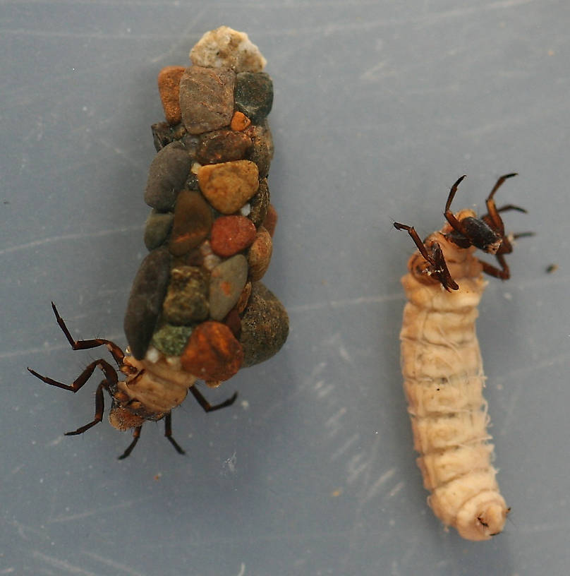 Mature larvae. Collected June 13, 2007. Larvae 10 mm. Cases 12 mm.