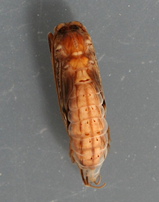 Mature pupa. 11 mm. Collected August 25, 2007.