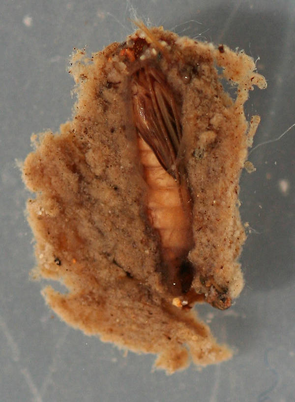Bottom of pupal case. 12 mm.