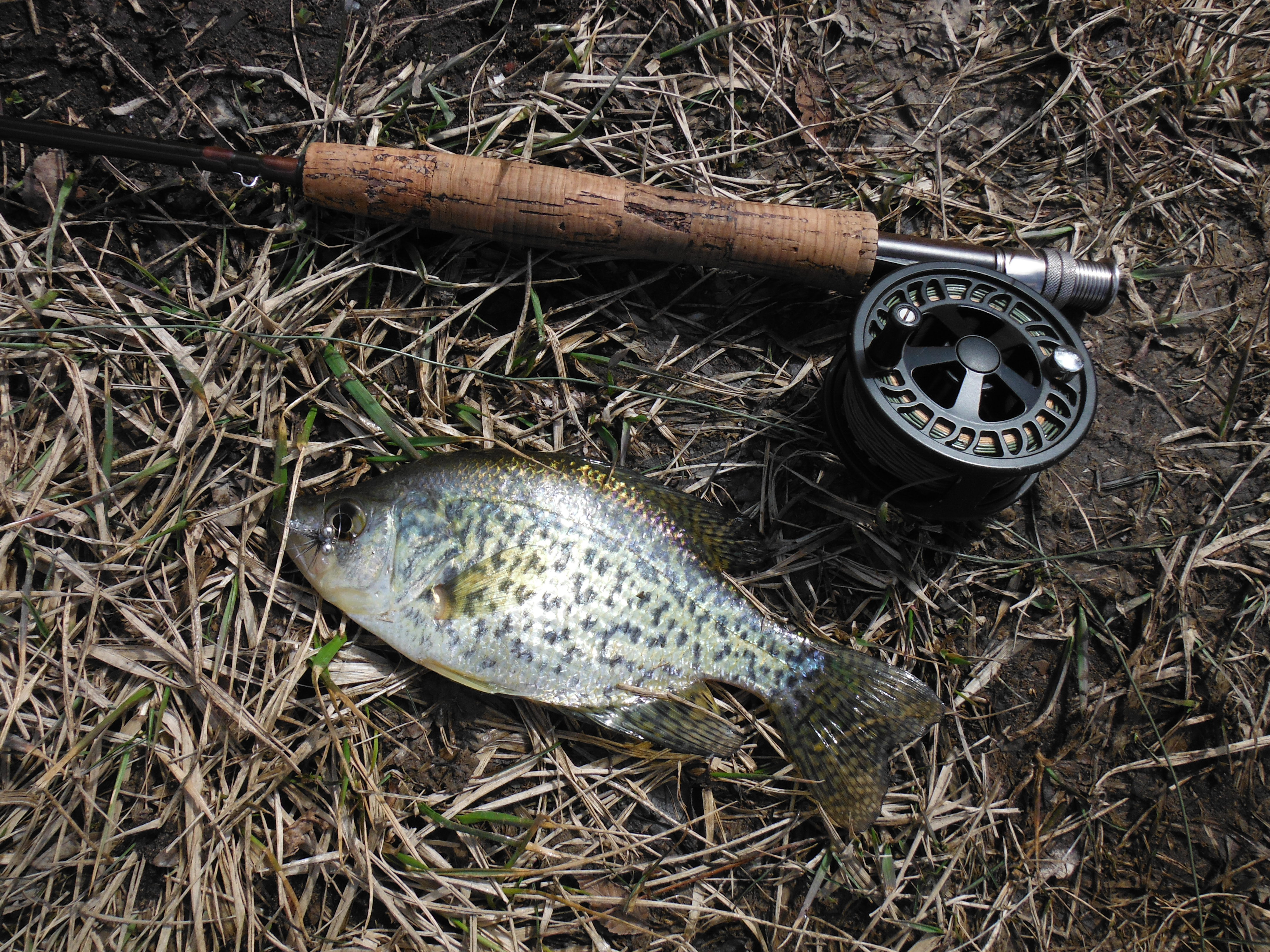 It has spots but it's not a trout - but after this winter, WHO CARES???
