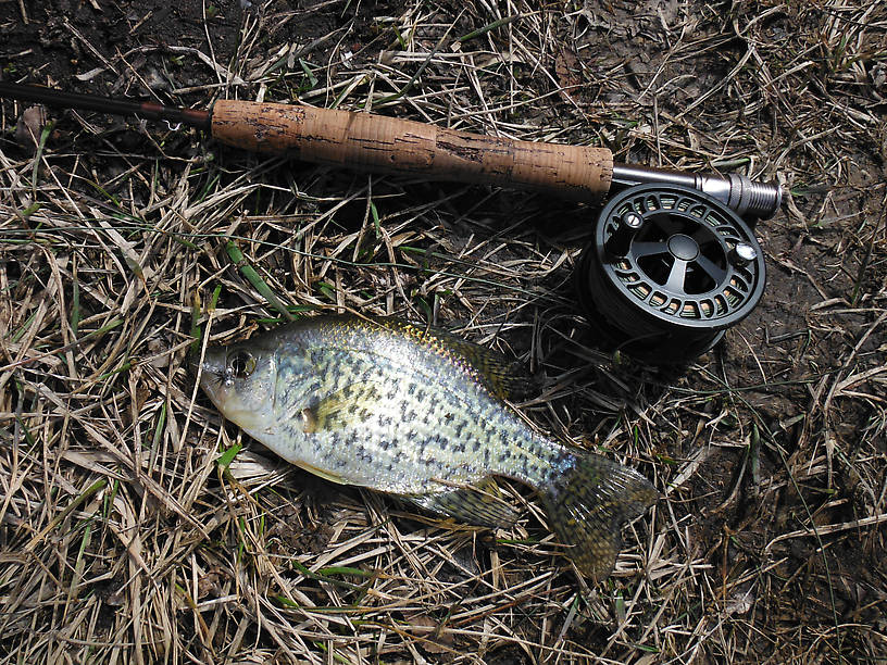It has spots but it's not a trout - but after this winter, WHO CARES???