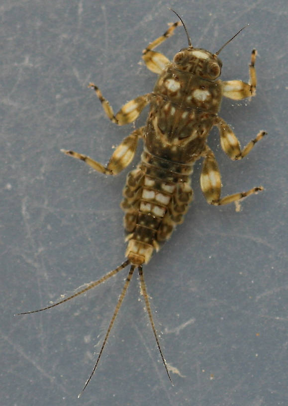 Length approximately 6 mm (excluding cerci).
