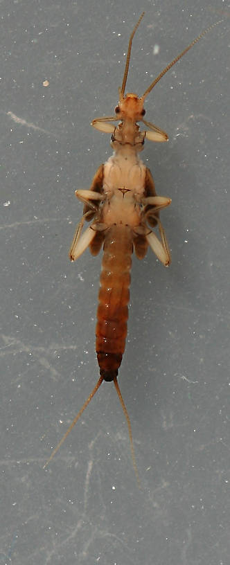 Female. 6 mm.
