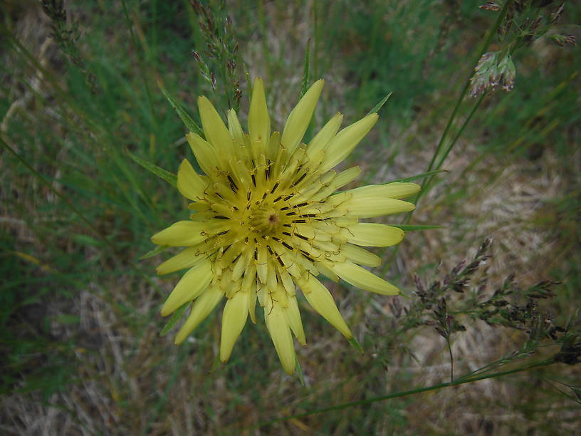 Goat's beard (Tragopogon dubius) growing by the pond - open in the morning, close by afternoon...