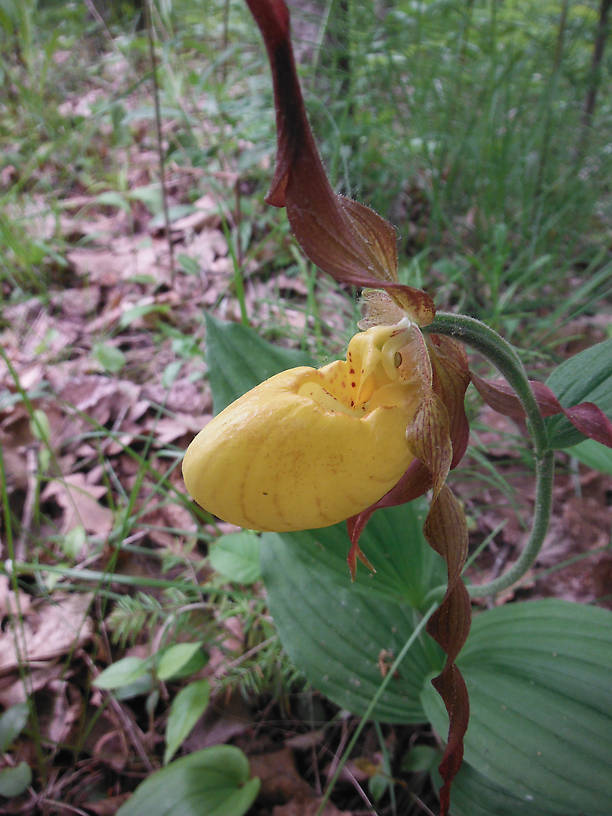 Yellow lady's slipper orchid on the way to the Rifle River
