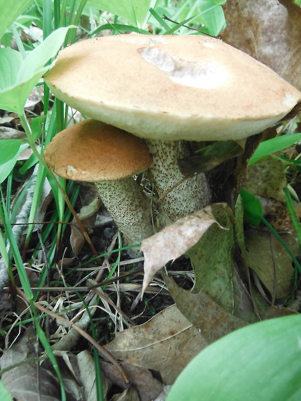 A species of bolete (Leccinum probably) on the way to the Rifle River...didn't eat this one